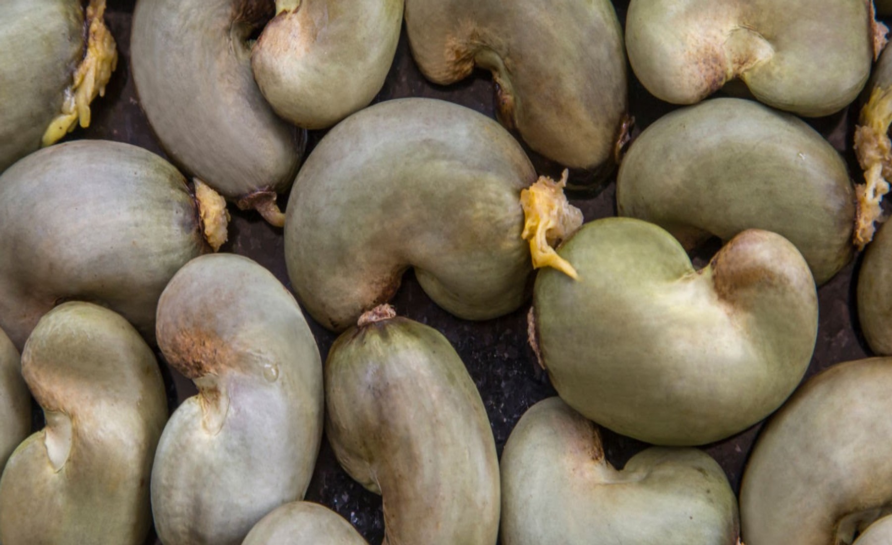 Raw Cashew Nuts