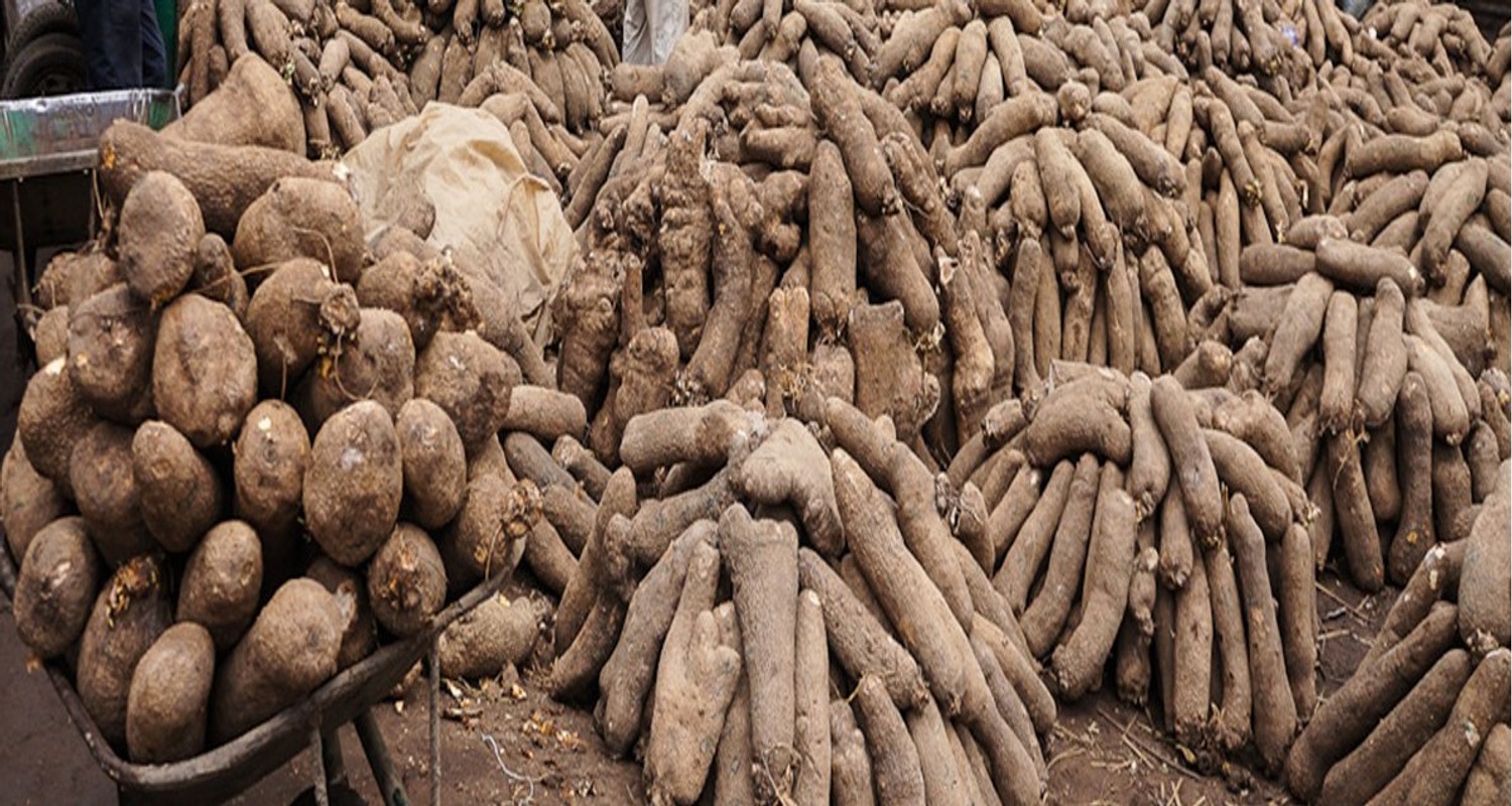 Nigerian White Yam (Tubers)